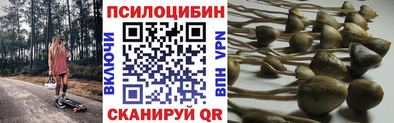 Купить где Заозёрск Псилоцибиновые грибы Cubensis
